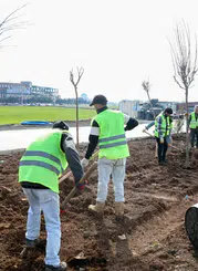 Diyarbakır Mardin yolu Baştan sona yeşilleniyor: 1.129 ağaç dikildi