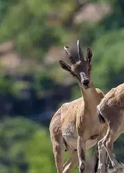 Diyarbakır’da dağ keçisi sürüsü görüntülendi: Avlayana 940 bin lira ceza