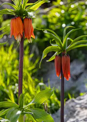 Diyarbakır’da doğa mucizesi! Kayalıklar ters lalelerle kaplandı