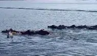 Diyarbakır’da şaşırtan görüntü! domuz sürüsü baraj gölünü yüzerek geçti