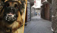 Diyarbakır'da kuduz vakası mahallede paniğe neden oldu