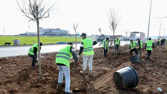 Diyarbakır Mardin yolu Baştan sona yeşilleniyor: 1.129 ağaç dikildi
