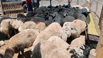 Diyarbakır’da 150 küçükbaş hibe! aylık 15 bin TL destek resmen açıklandı