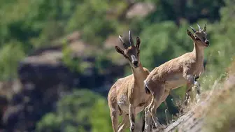 Diyarbakır’da dağ keçisi sürüsü görüntülendi: Avlayana 940 bin lira ceza