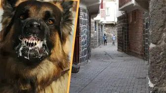 Diyarbakır'da kuduz vakası mahallede paniğe neden oldu