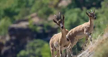 Diyarbakır’da dağ keçisi sürüsü görüntülendi: Avlayana 940 bin lira ceza