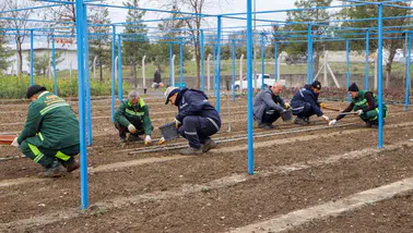 Diyarbakır Büyükşehir 25 bin gül üretiyor: Kendi fidanını kendisi yetiştiriyor