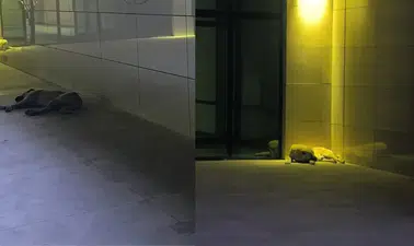 Dicle Üniversitesi Hastanesi’nde korku dolu anlar: Şifa arayanlar köpek sürülerinin arasında kaldı