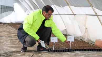 Büyükşehir’den Tarıma Destek: Yerel Tohumlarla 300 Bin Fide Üretimi