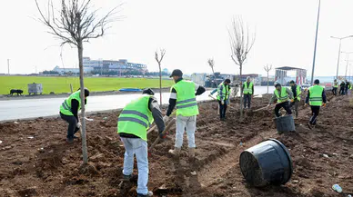 Diyarbakır Mardin yolu Baştan sona yeşilleniyor: 1.129 ağaç dikildi