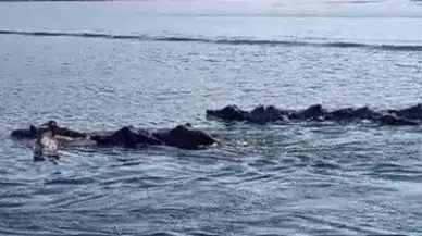 Diyarbakır’da şaşırtan görüntü! domuz sürüsü baraj gölünü yüzerek geçti