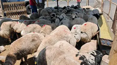 Diyarbakır’da 150 küçükbaş hibe! aylık 15 bin TL destek resmen açıklandı