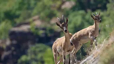 Diyarbakır’da dağ keçisi sürüsü görüntülendi: Avlayana 940 bin lira ceza