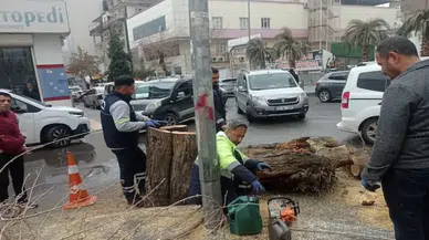 Diyarbakır’da ağaç tartışması büyüyor! Tepkiler sonrası açıklama geldi