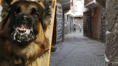 Diyarbakır'da kuduz vakası mahallede paniğe neden oldu