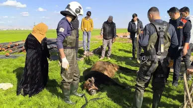 Mardin’de kuyuya düşen inek kurtarıldı