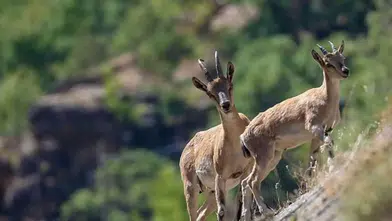 Diyarbakır’da dağ keçisi sürüsü görüntülendi: Avlayana 940 bin lira ceza