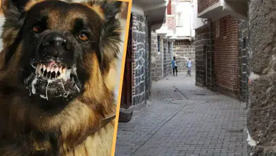 Diyarbakır'da kuduz vakası mahallede paniğe neden oldu