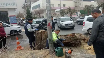 Diyarbakır’da ağaç tartışması büyüyor! Tepkiler sonrası açıklama geldi