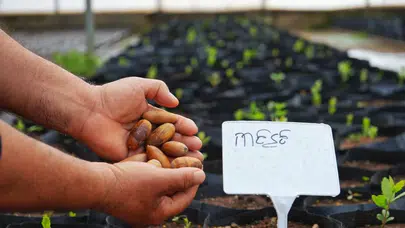 Diyarbakır’da yeşil hamle! 1000 meşe fidesi toprakla buluşuyor