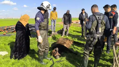 Mardin’de kuyuya düşen inek kurtarıldı