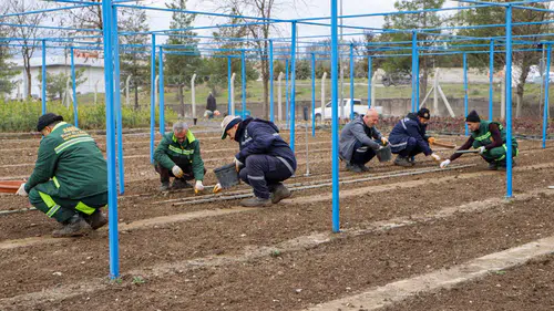 Diyarbakır Büyükşehir 25 bin gül üretiyor: Kendi fidanını kendisi yetiştiriyor