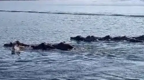 Diyarbakır’da şaşırtan görüntü! domuz sürüsü baraj gölünü yüzerek geçti