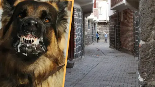Diyarbakır'da kuduz vakası mahallede paniğe neden oldu