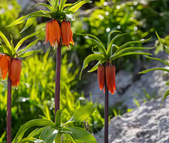 Diyarbakır’da doğa mucizesi! Kayalıklar ters lalelerle kaplandı