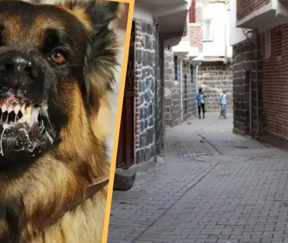 Diyarbakır'da kuduz vakası mahallede paniğe neden oldu
