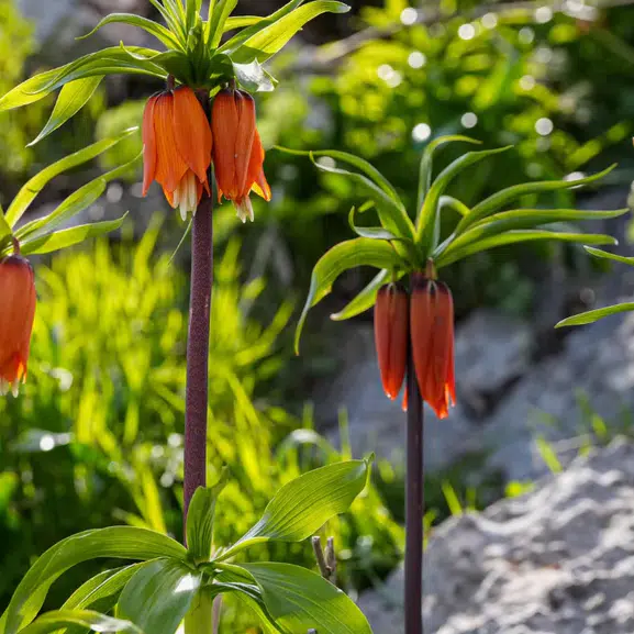 Diyarbakır’da doğa mucizesi! Kayalıklar ters lalelerle kaplandı