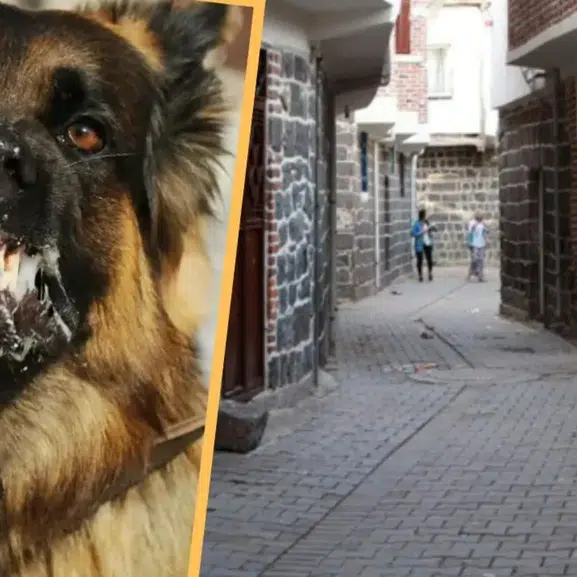 Diyarbakır'da kuduz vakası mahallede paniğe neden oldu
