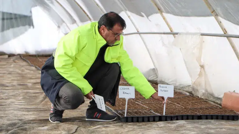 Büyükşehir’den Tarıma Destek: Yerel Tohumlarla 300 Bin Fide Üretimi