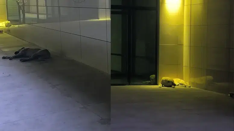 Dicle Üniversitesi Hastanesi’nde korku dolu anlar: Şifa arayanlar köpek sürülerinin arasında kaldı