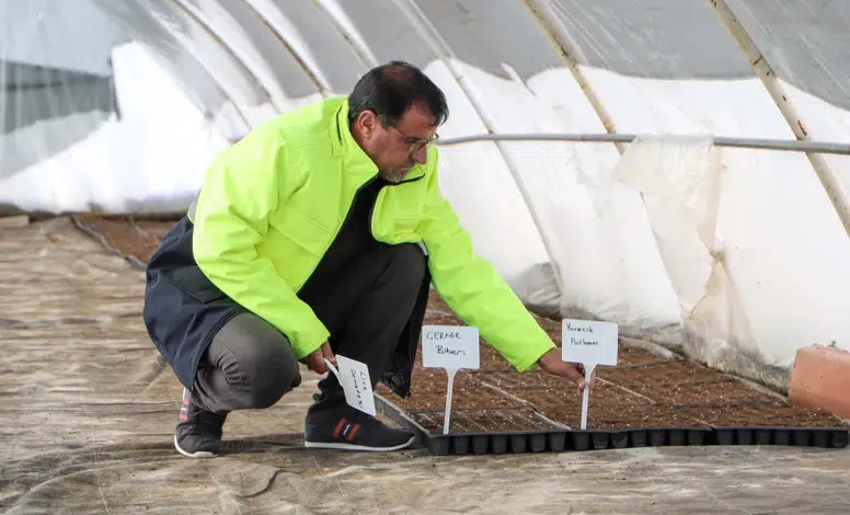 Büyükşehir’den Tarıma Destek: Yerel Tohumlarla 300 Bin Fide Üretimi