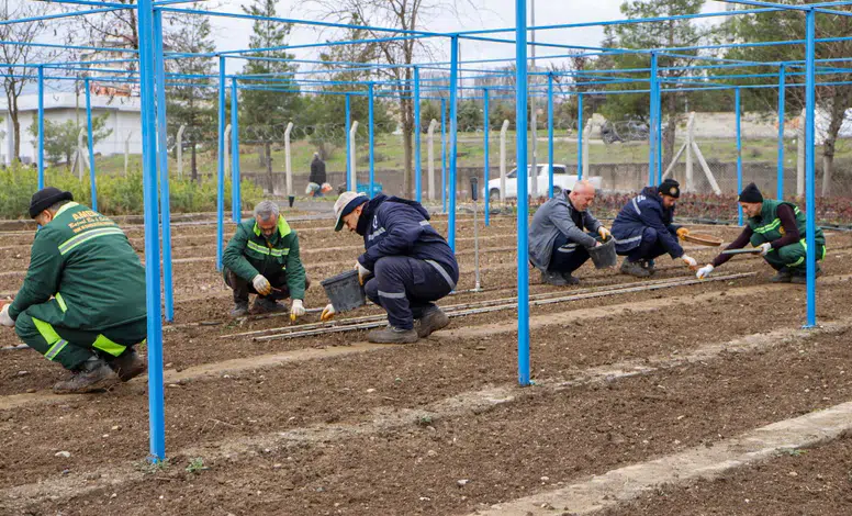 Diyarbakır Büyükşehir 25 bin gül üretiyor: Kendi fidanını kendisi yetiştiriyor