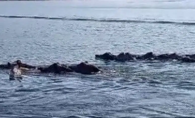 Diyarbakır’da şaşırtan görüntü! domuz sürüsü baraj gölünü yüzerek geçti