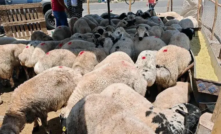 Diyarbakır’da 150 küçükbaş hibe! aylık 15 bin TL destek resmen açıklandı