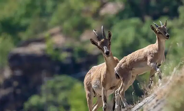 Diyarbakır’da dağ keçisi sürüsü görüntülendi: Avlayana 940 bin lira ceza