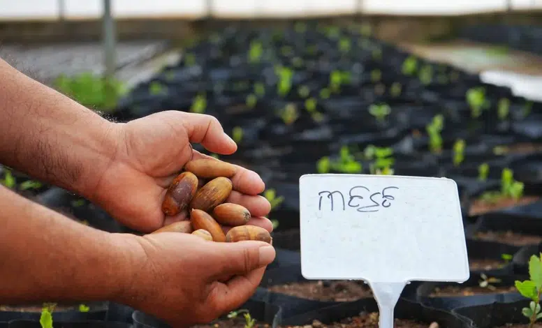Diyarbakır’da yeşil hamle! 1000 meşe fidesi toprakla buluşuyor